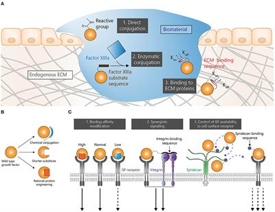 Growth Factor Engineering Strategies for Regenerative Medicine Applications